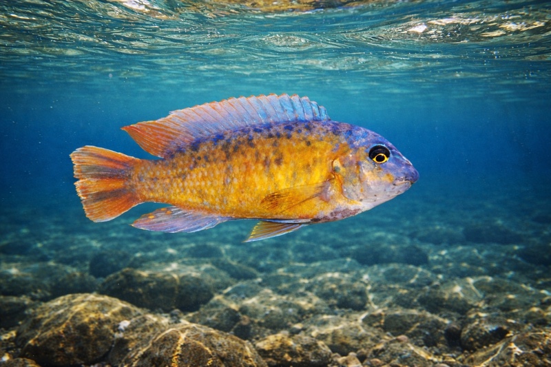 Labeotropheus fuelleborni 'Katale Island'